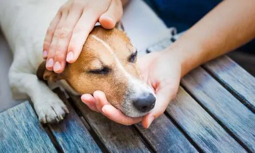 Pet Care