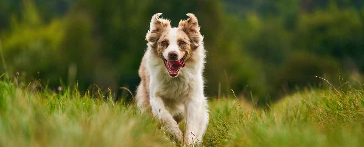 PetCare Group